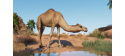 Planet Zoo: Arid Animal Pack (PC) klíč Steam
