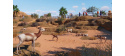 Planet Zoo: Arid Animal Pack (PC) klíč Steam