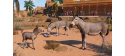Planet Zoo: Arid Animal Pack (PC) klíč Steam